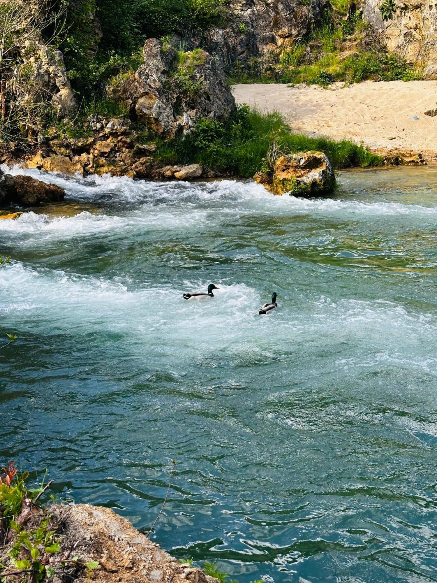 Apart Cobras Jajce Esterno foto